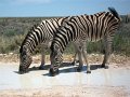 zebres 01 Etosha